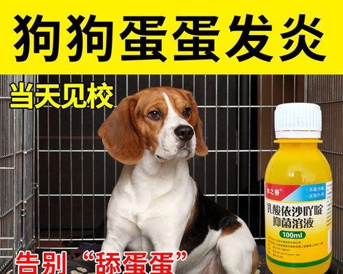 狗狗蛋蛋为什么会通红（探究狗狗蛋蛋通红的原因及处理方法）