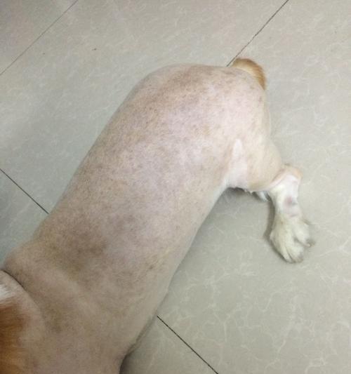 狗狗轻微皮肤病的预防与治疗（宠物犬常见的皮肤病类型和预防方法）