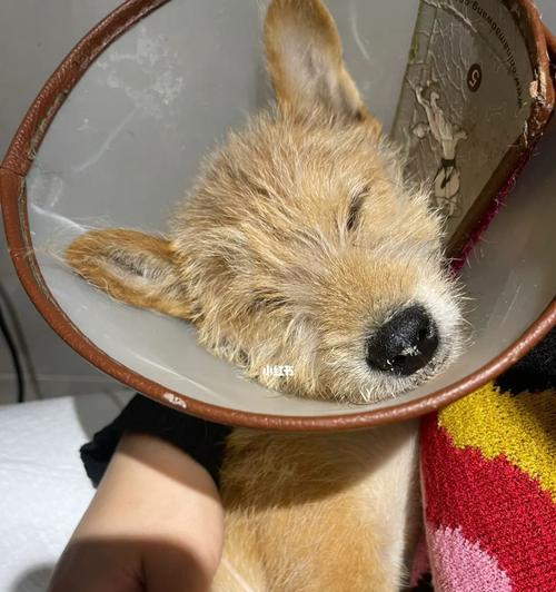 狗狗细小病毒打针后便血怎么办？