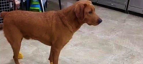 狗狗脚掌的重要性（探究狗狗脚掌的功能和保护）