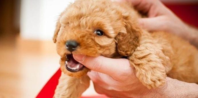 狗狗患上狂犬病，生死存亡，你知道吗（如何预防和治疗狗狗的狂犬病）