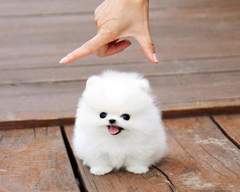 从品种、特点、饲养等方面分析茶杯犬和迷你犬（从品种）