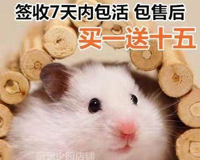 狗狗疫苗接种指南（宠物养护必知）