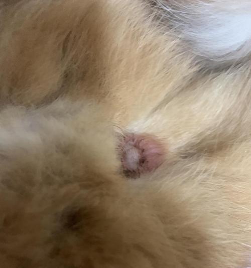 狗狗肛门腺挤出来的棕色物质，该如何处理（学会正确清理宠物肛门腺）