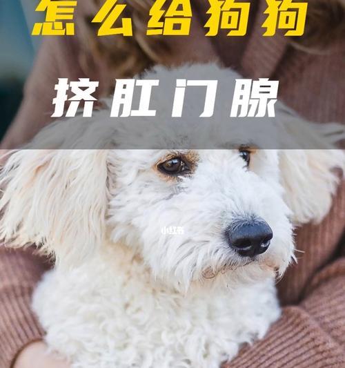 揭秘狗狗肛门腺——肛门外的神秘角落（了解肛门腺）