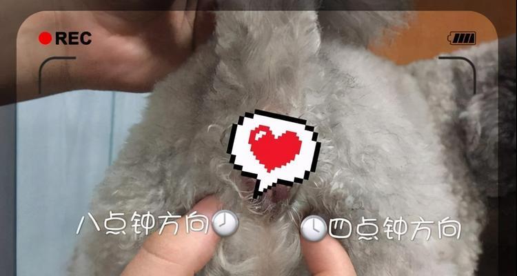 狗狗肛门腺发炎的原因、预防及治疗方法（如何通过正确护理来预防狗狗肛门腺发炎）