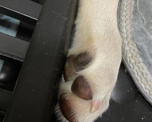 如何预防狗狗脚掌钙化与肉垫肿胀（狗狗脚掌问题的解决方法）