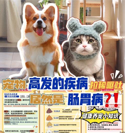 狗狗拉肚子应该怎么办（了解狗狗拉肚子的原因与治疗方法）