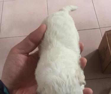 狗狗满月后该何时打疫苗（关于宠物疫苗的常识和注意事项）