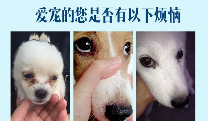 解决狗狗泪痕问题的有效方法（如何避免宠物毛发进入眼睛）