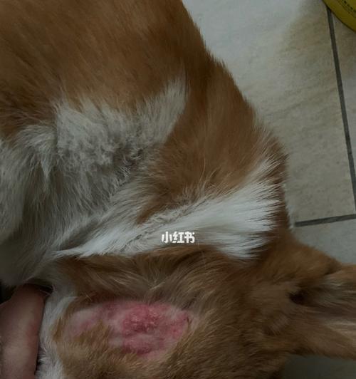 狗狗皮肤病脓皮病的全面治疗方法
