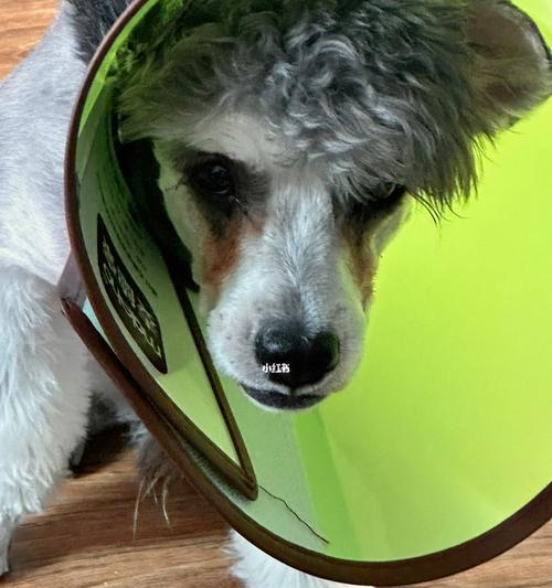 狗狗屁眼有浓（了解狗狗屁眼有浓的原因及处理方法）
