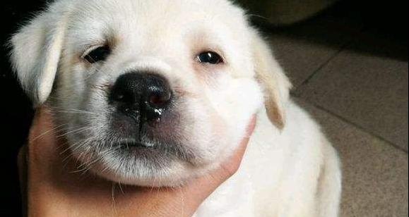 狗狗犬瘟是否啃大骨头有风险（以宠物健康为重）