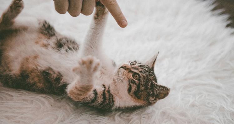 猫咪第一次发情能配种吗（解析猫咪发情期的特点及影响）