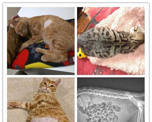解决宠物猫咪肚子胀的方法（为宠物猫咪舒缓胃部不适）