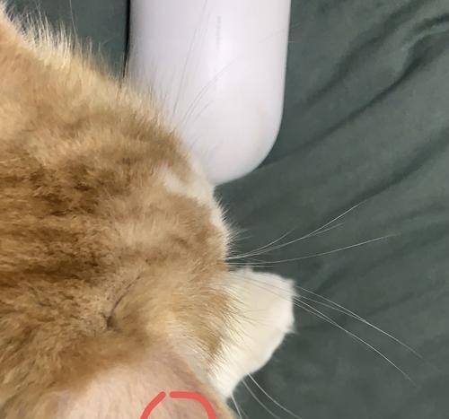看懂猫咪的心情——从耳朵折角说起（揭开猫咪心理世界的秘密）