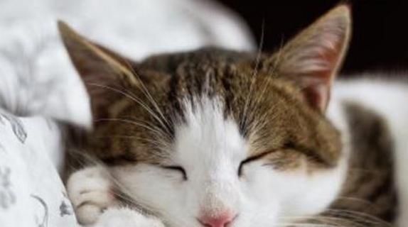 猫咪发烧会自愈吗（以宠物为主）