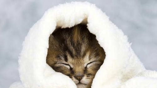 猫咪感冒鼻塞，该如何治疗（宠物医生教你轻松应对）