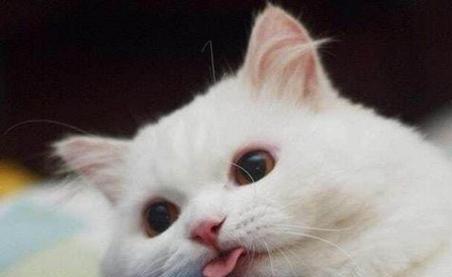 如何应对宠物猫发疯似的咬人行为（探寻宠物猫发疯咬人的原因）