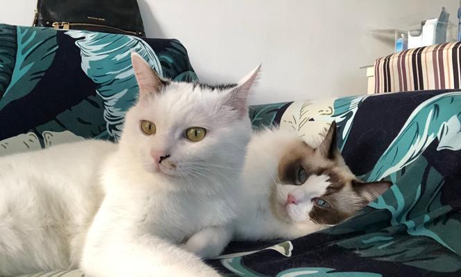 宠物猫咪的哈气及其与孩子的关系（探讨猫咪哈气的原因和如何与孩子相处）