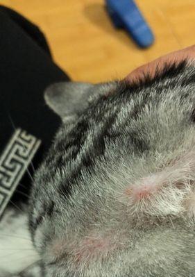 猫咪得了猫癣怎么办（宠物护理的基本要素和应对方法）