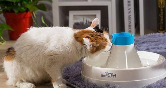 猫咪可以用喝水来洗澡吗（探讨猫咪洗澡的正确方式及注意事项）