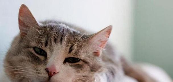 小猫呼吸急促，是发烧了吗（了解猫咪的呼吸及发烧症状）