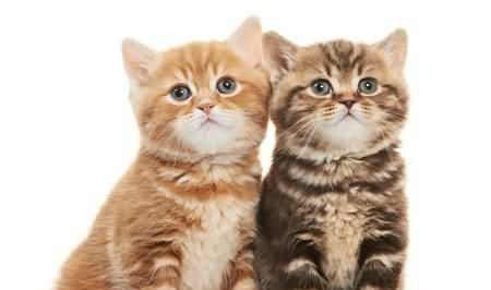 揭秘猫咪花色遗传定律（从宠物角度出发）
