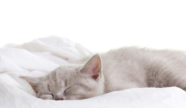 猫咪怀孕后呕吐现象分析（探究宠物猫咪在怀孕期间的呕吐现象及其原因）