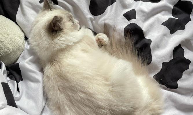 猫咪焦虑症的诊断与治疗（了解宠物的情绪变化）
