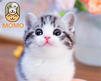 猫咪的脚受伤了怎么办（以宠物为主）