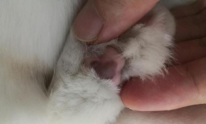 猫咪脚肿了怎么办（宠物脚肿病因）