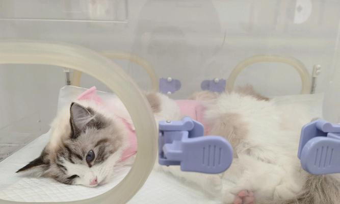 如何缓解猫咪绝育后的狂躁行为（以宠物为主）