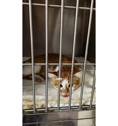 猫咪绝育后拖屁股走的原因及解决方法（宠物主人必知）