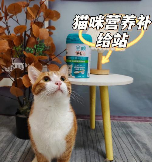 猫咪可以喝柠檬水吗（宠物饮食的健康问题与注意事项）