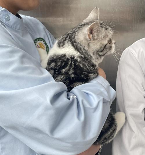 猫咪的健康需求（了解开塞露对猫咪的作用及使用技巧）