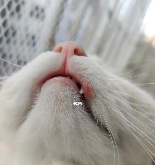 猫咪口腔常见病（预防和治疗口腔问题）