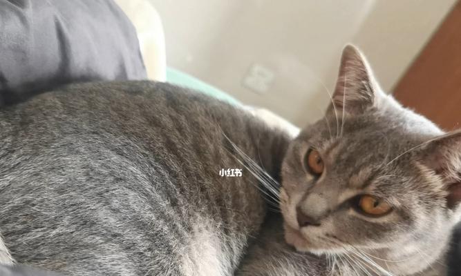 猫咪老是蹭我东西，该如何应对？以宠物为主的生活细节