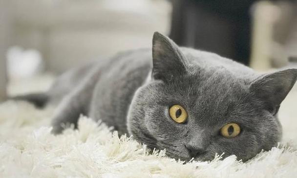 如何解决宠物猫咪的口臭问题？从饮食、口腔清洁等方面着手