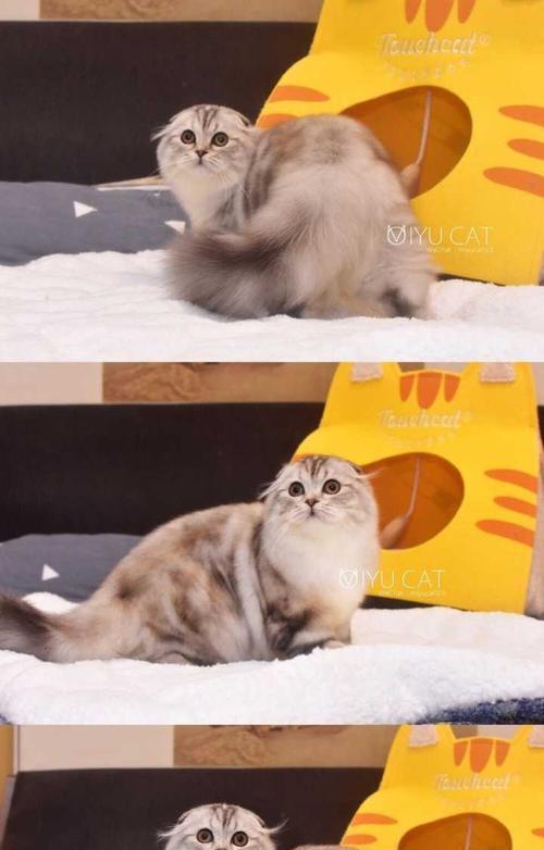 猫咪为什么老是立耳？探究猫咪立耳的原因及意义