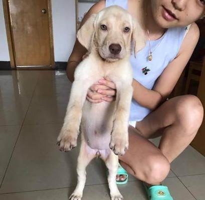 1个多月的拉布拉多应该吃什么？推荐狗粮品牌？
