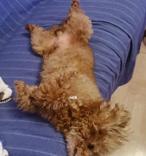 21天狗狗咳嗽不止怎么办？如何进行家庭治疗？