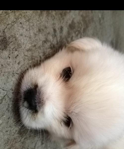 2个月大狗狗狼趾是什么？如何判断和处理？