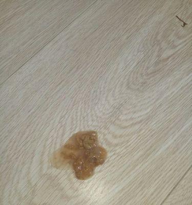 2个月大狗狗早上呕吐怎么办？如何预防和处理？