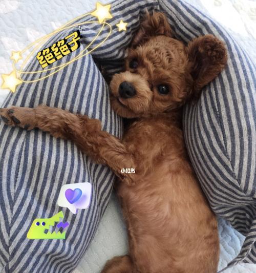 2岁泰迪犬为什么爱睡觉？如何判断睡眠是否正常？