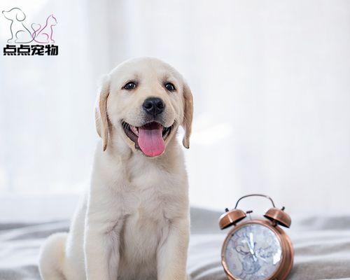 2月大拉布拉多犬有哪些食物不能吃？如何避免食物中毒？