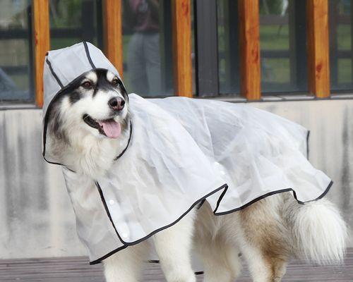2月大拉布拉多犬有哪些食物不能吃？如何避免食物中毒？