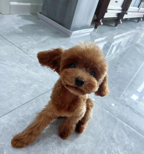 2月大泰迪犬毛发不卷怎么办？如何护理？