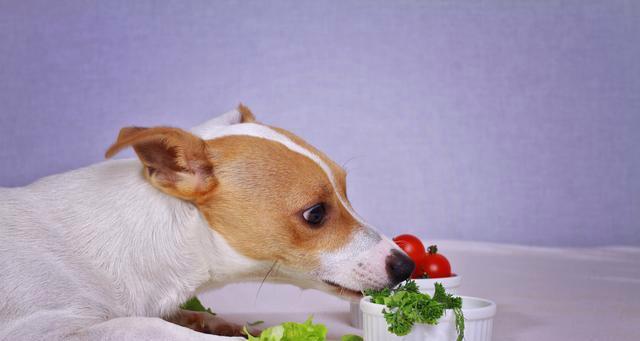 30天的小狗饮食建议？如何选择合适的食物？