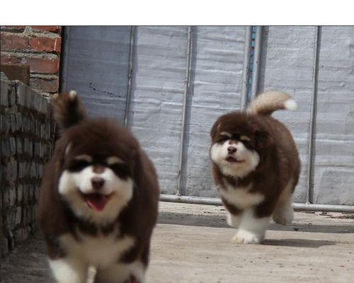 3个月大的阿拉斯加犬喂养指南？推荐狗粮品牌有哪些？
